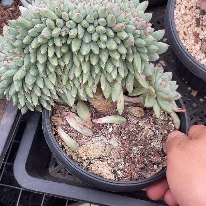 杂交没人缀化，大鸡腿