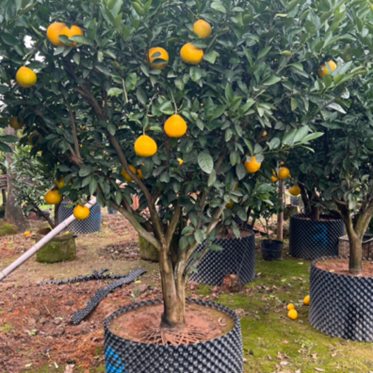 正宗赣南新鲜脐橙果园现采现发甜橙子孕妇手剥应季水果