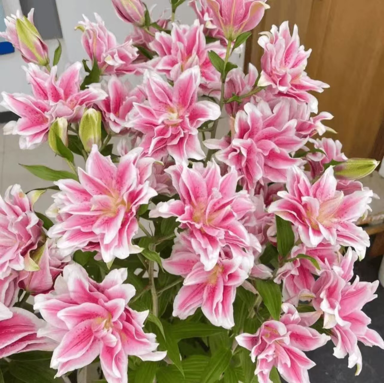 【特价】重瓣香水百合四季重瓣香水百合花球庭院阳台花卉耐寒浓香型