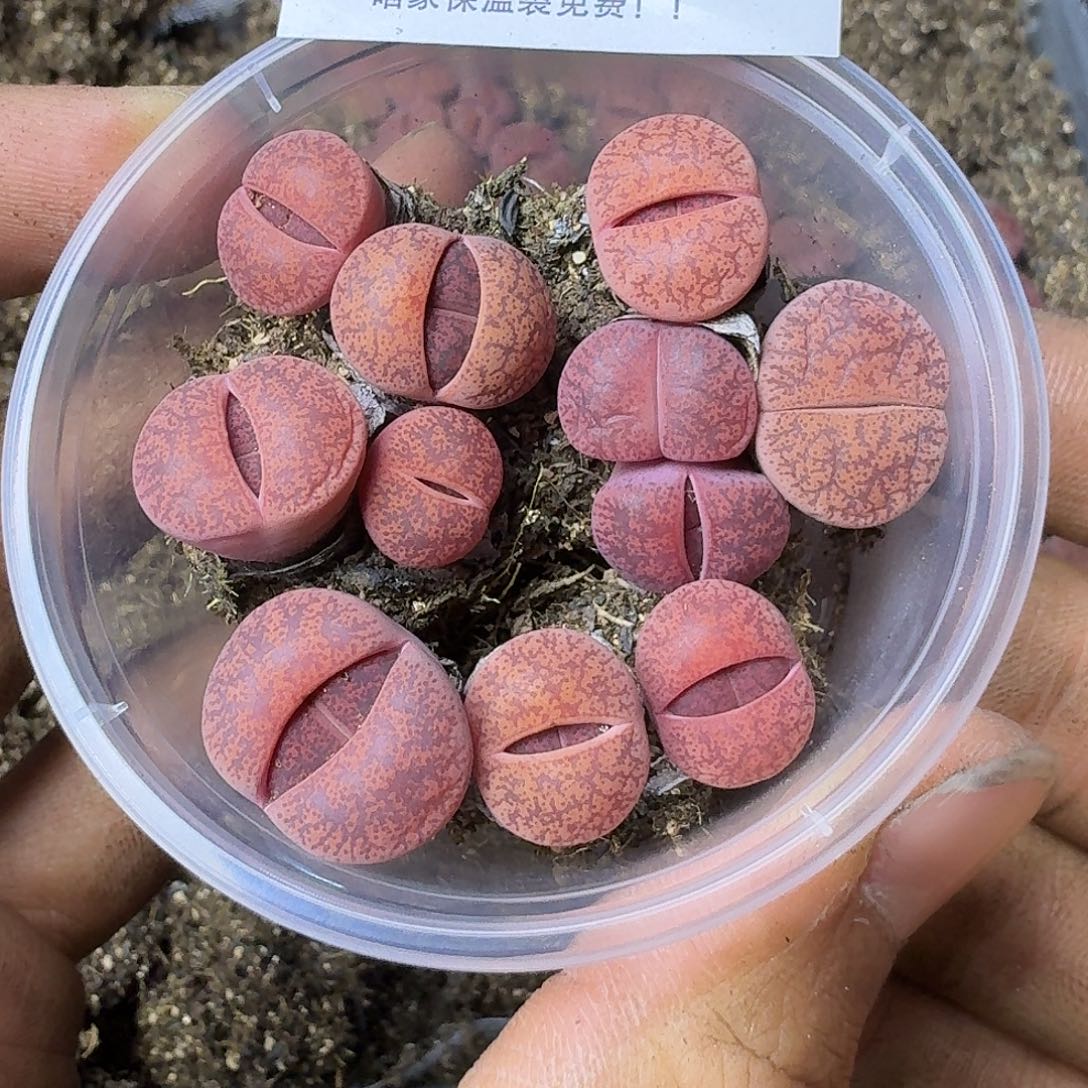 2092欧版酒红紫薰三年