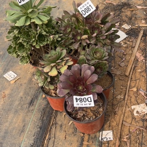 078五个不包断枝