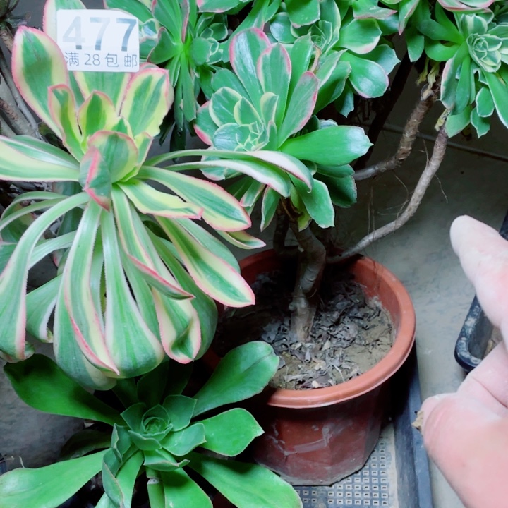 多肉植物组合477