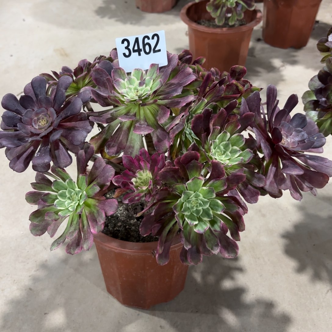 无花朵3462绿体水墨画111111