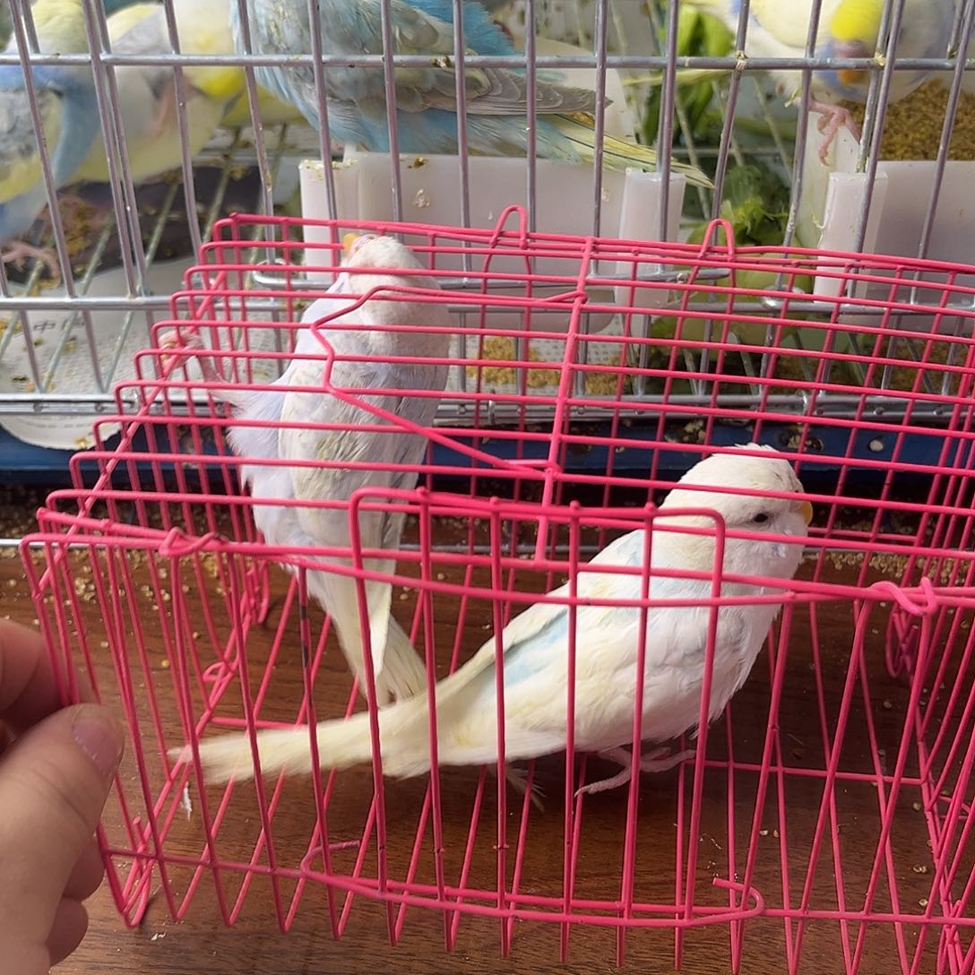 虎皮鹦鹉金彩鹦鹉