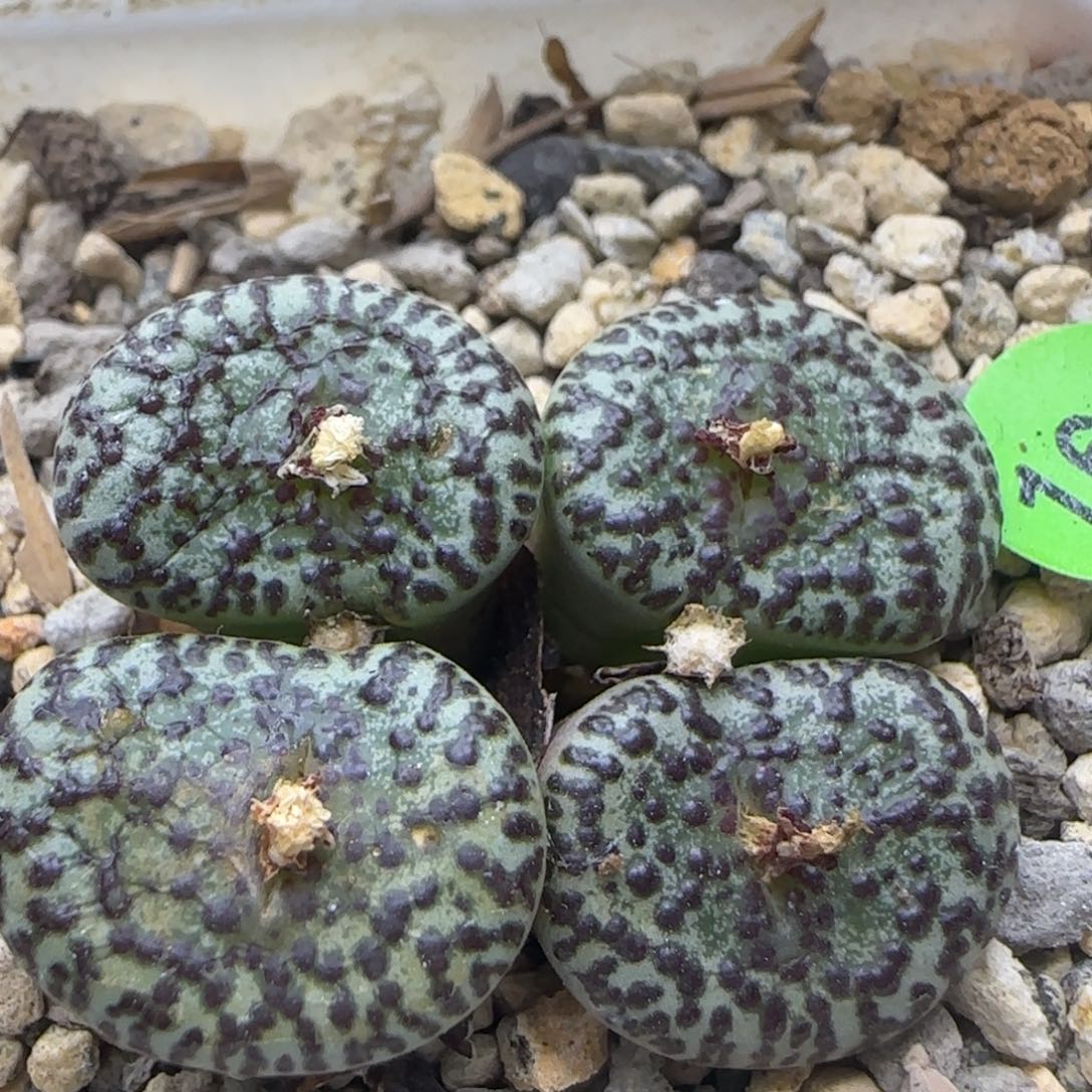 大黑点安贞群多肉植物160