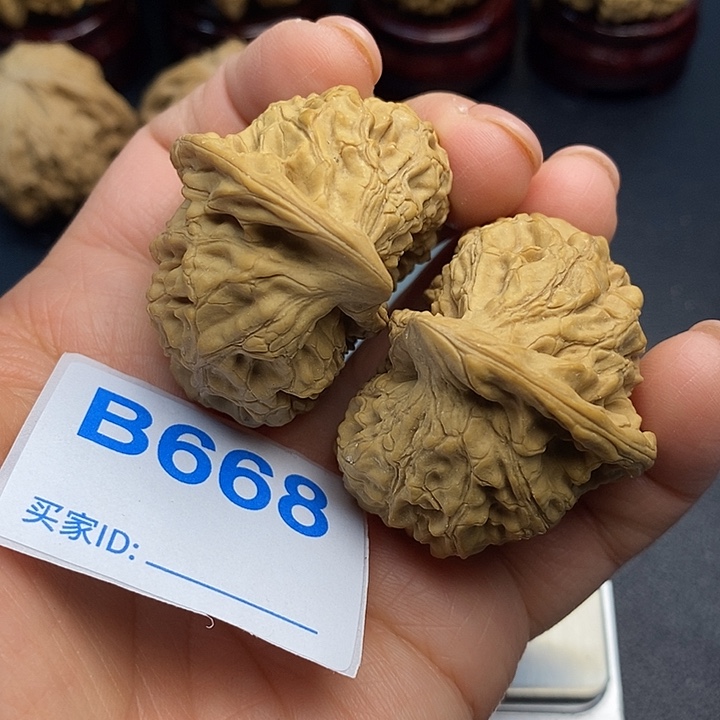 核桃官帽鹰嘴6:6，0000000000