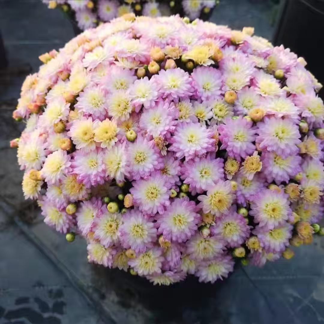 千头球菊花2盆《仙女粉组合》耐热耐寒多年生宿根可盆栽可地栽花