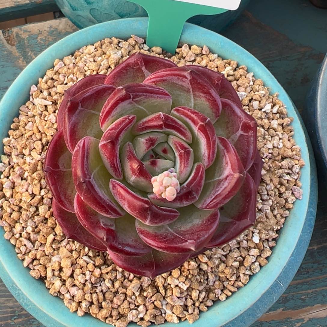 多肉一物一拍0303-2