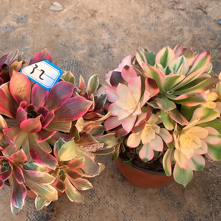 赵*多肉植物香妃组合有砍头32