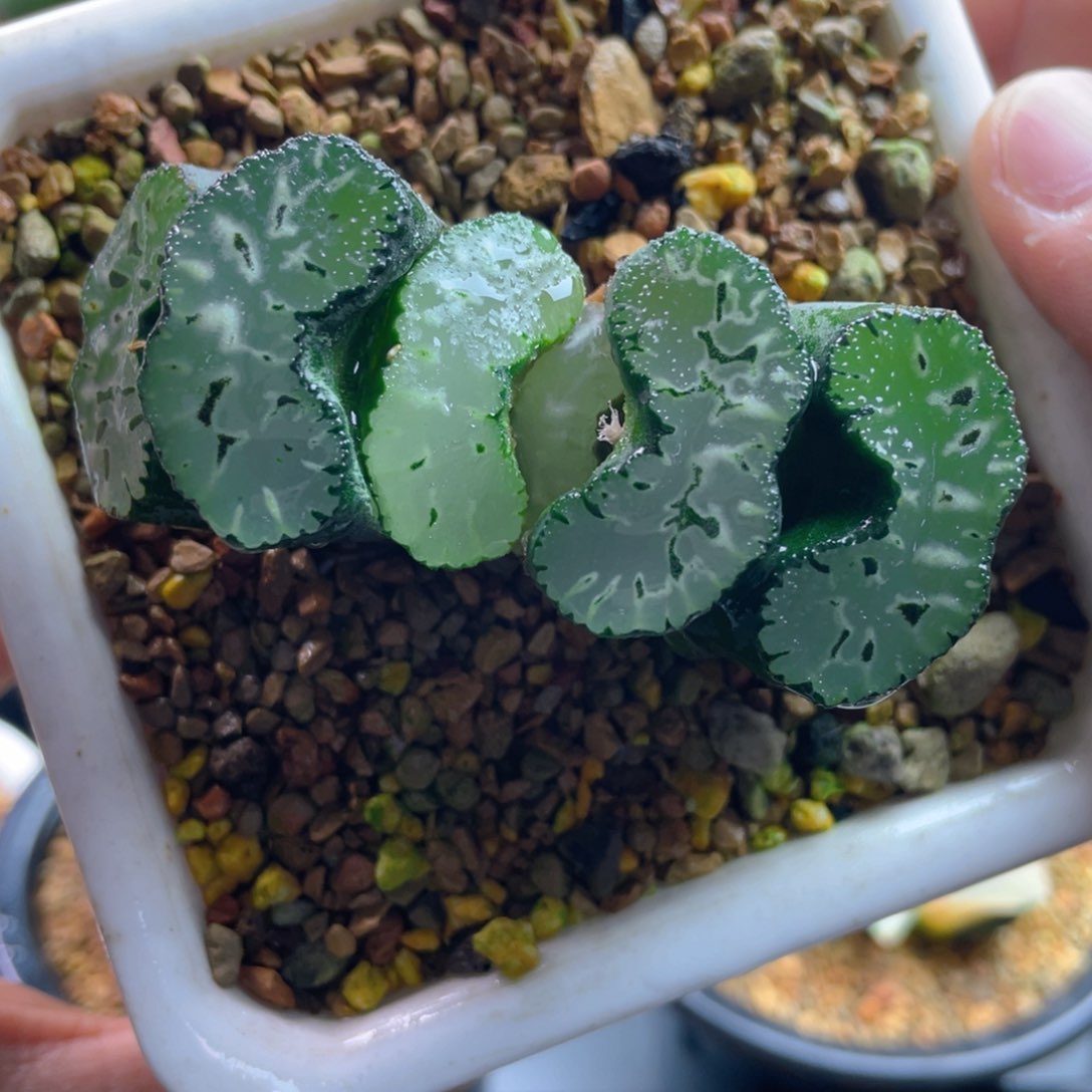 22.十二卷多肉实生玉扇。    