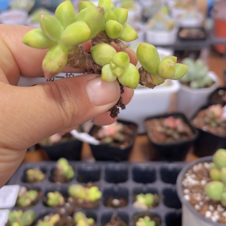千代田黄锦多肉植物618