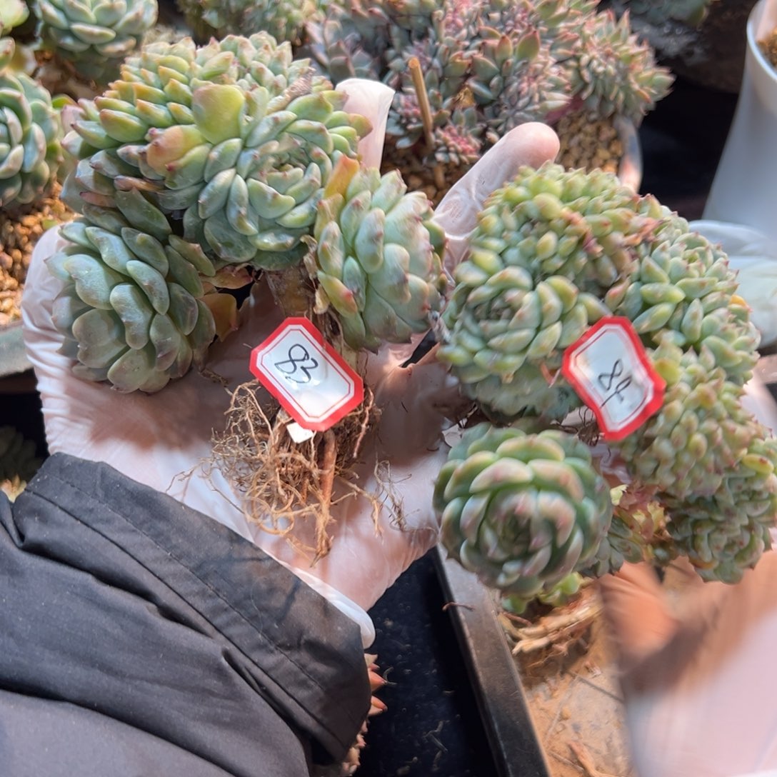 墨**星新年快乐 新年快乐 新年快乐 新年快乐