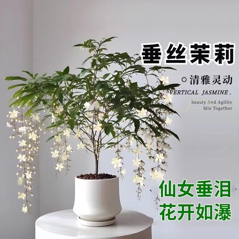 【泰国垂丝茉莉】玉蝴蝶室内阳台花卉绿植盆栽带花丝花苞4年桩