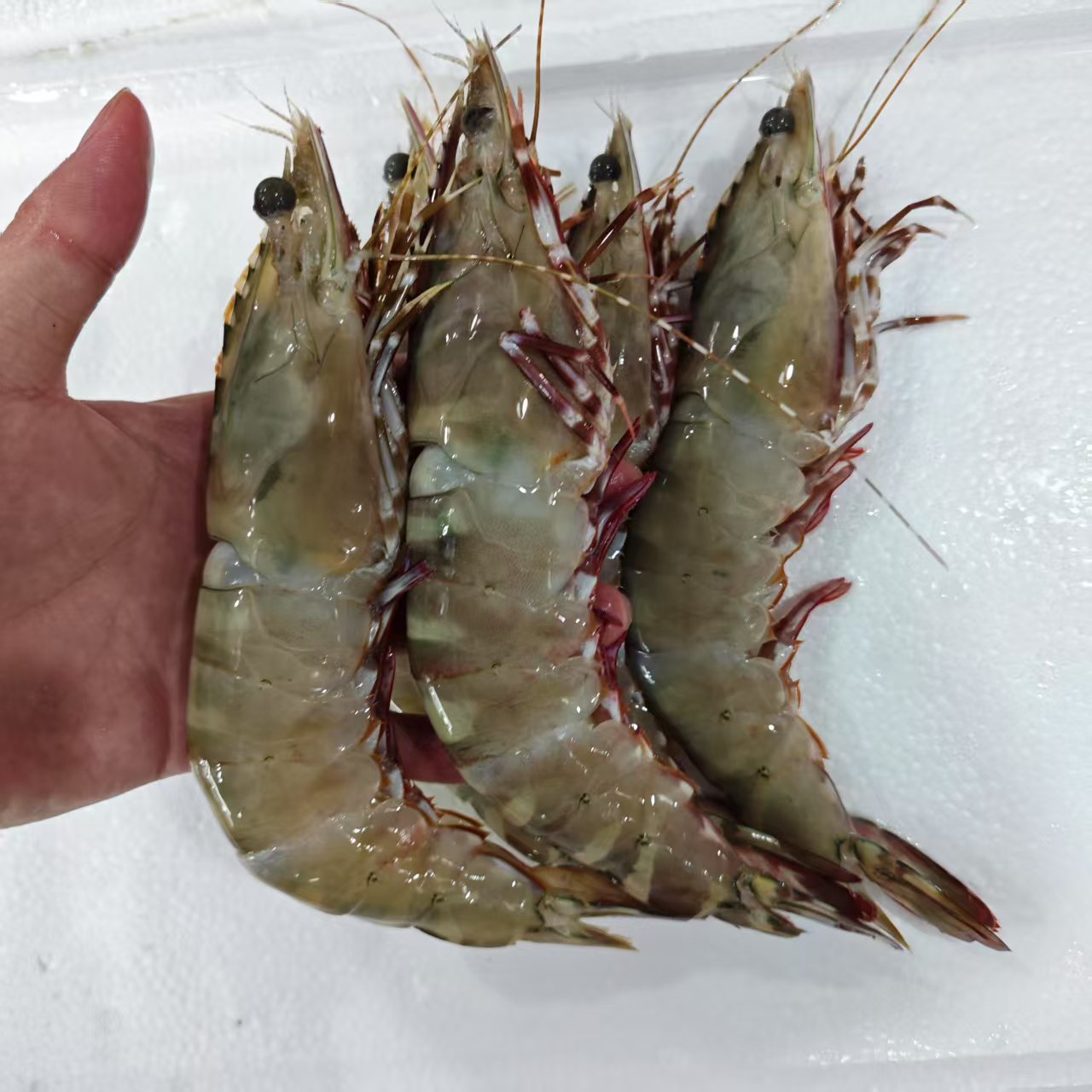 【书记】新鲜红爪虾 产品包鲜 不包活肉质紧实 Q弹