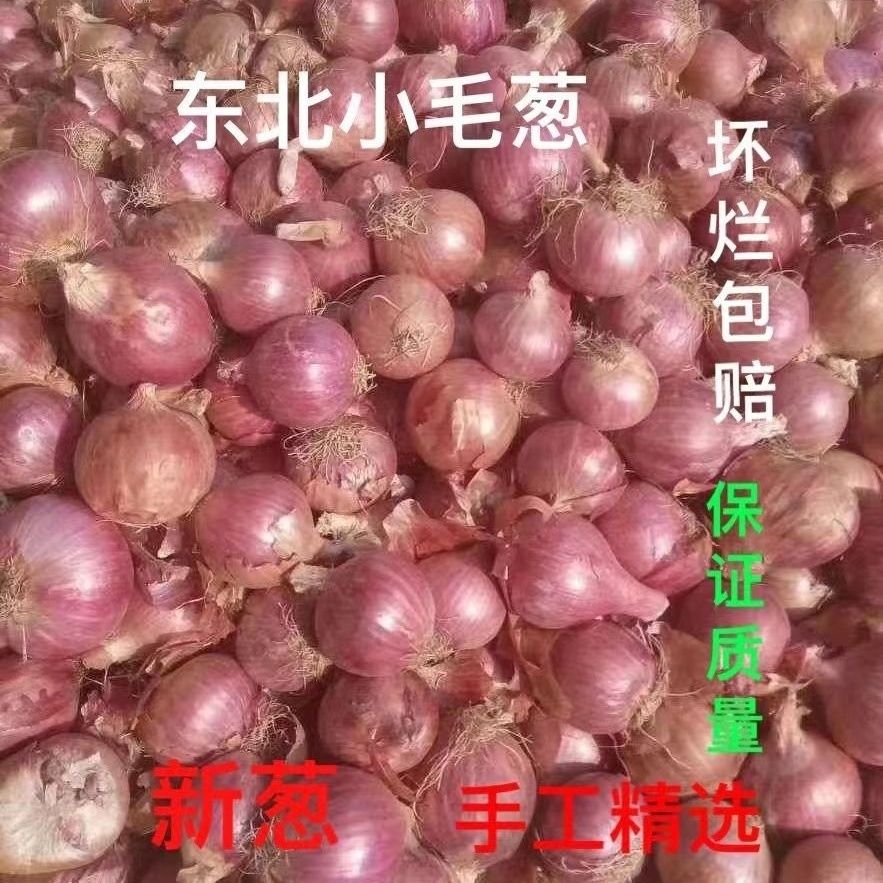 正宗东北毛葱产地直发手工精选农家种植大小可选