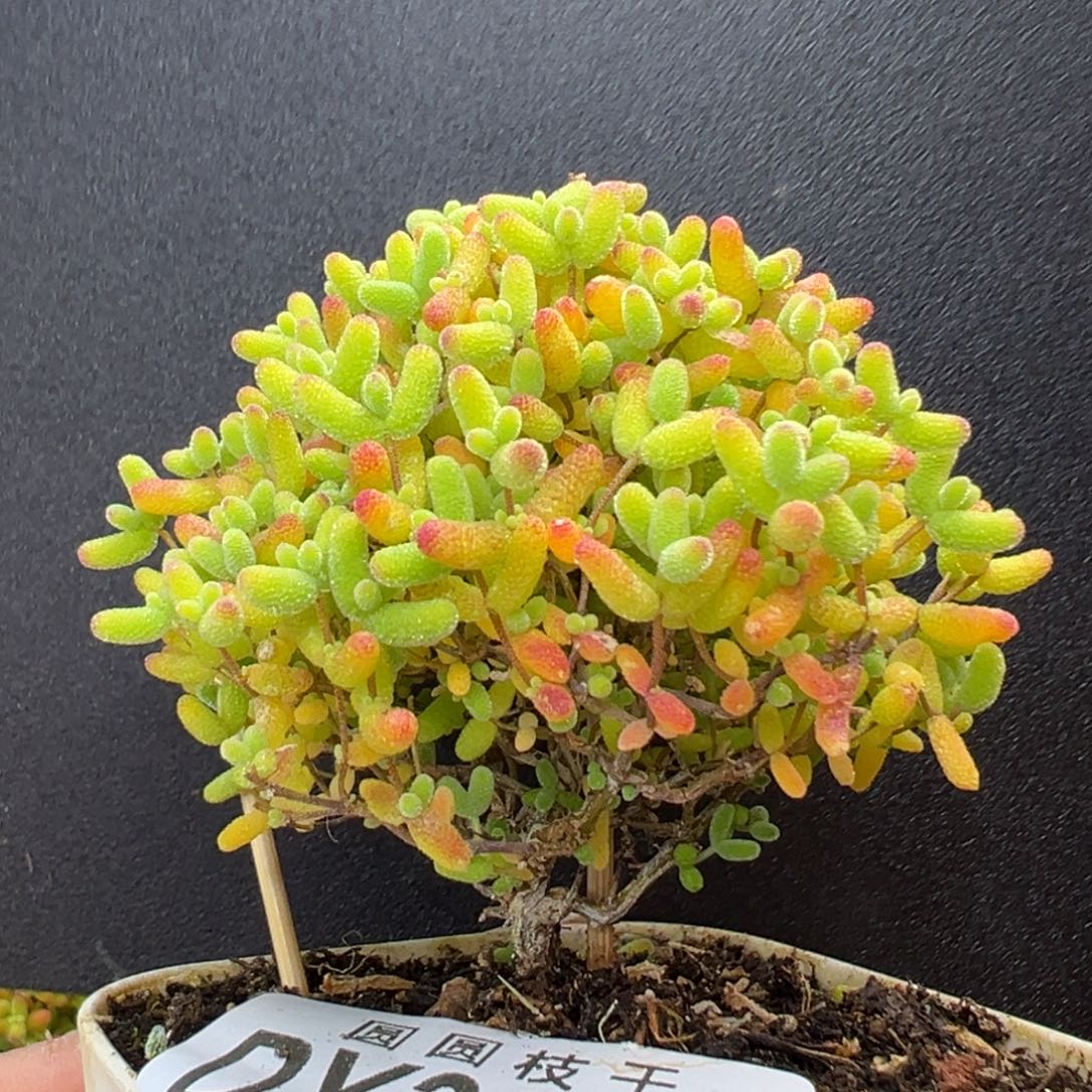 dy3807直杆蘑菇头蜜橘糖球冠幅6.5cm