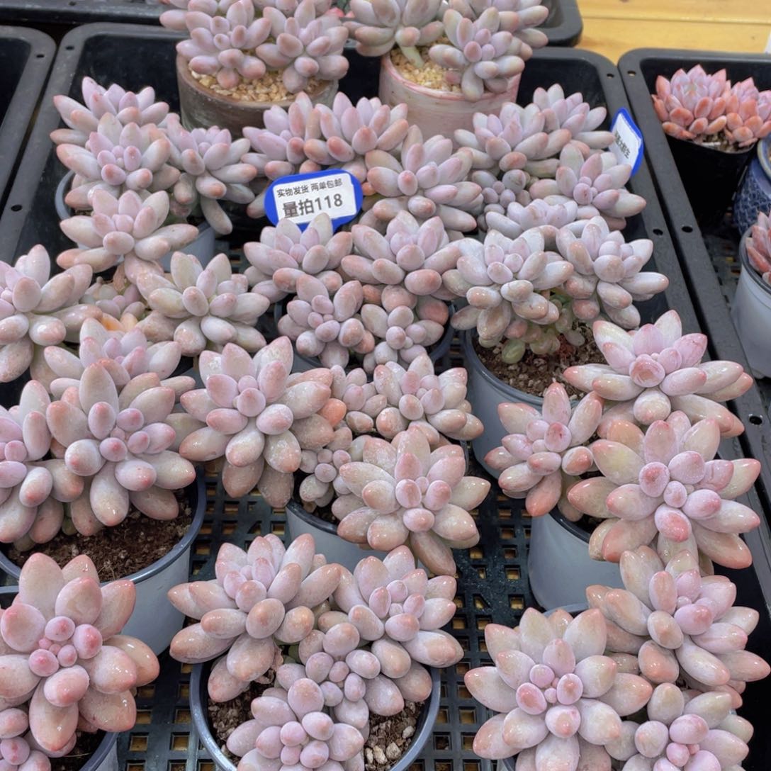 量拍118号 汤圆大群生一个