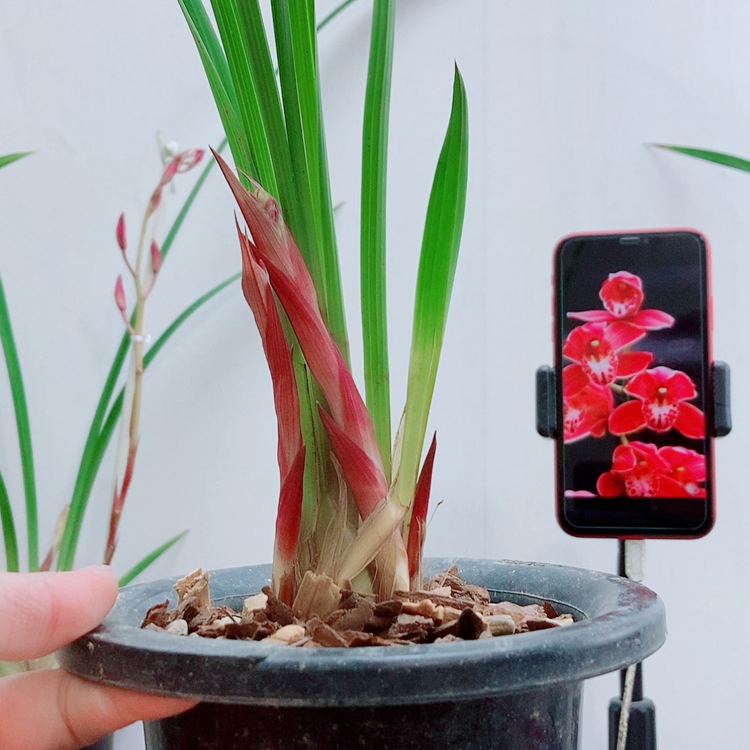 当前无花栽培后可以开花