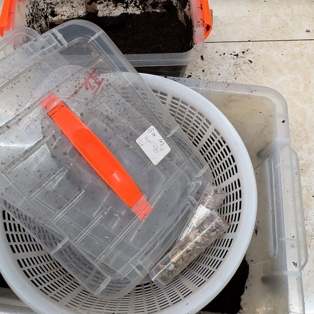 突***发35.5绿母彩虹一只