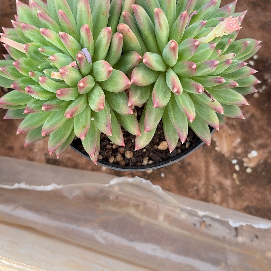 多肉植物美人杂双头