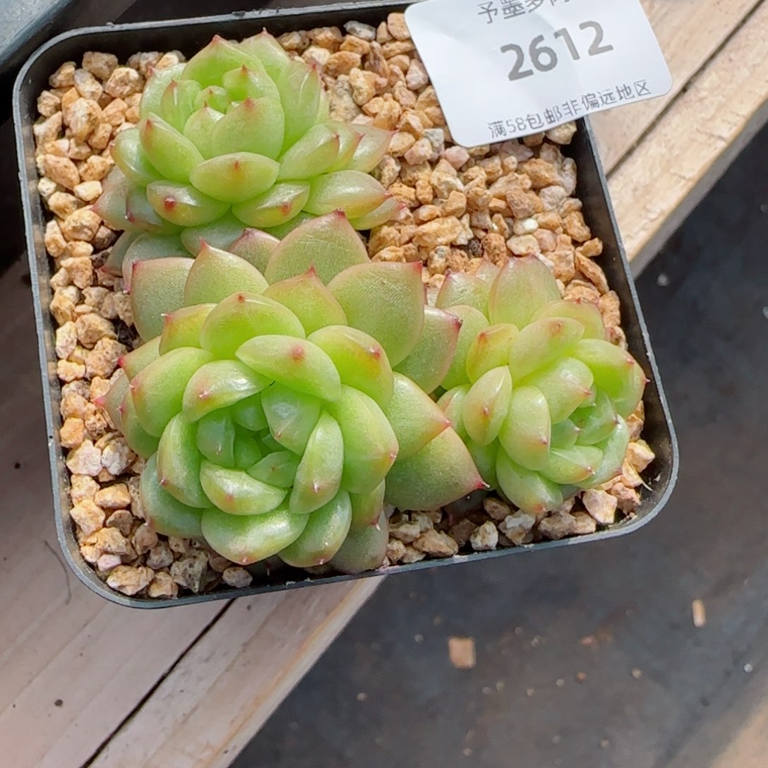 灯泡裙，2612多肉植物