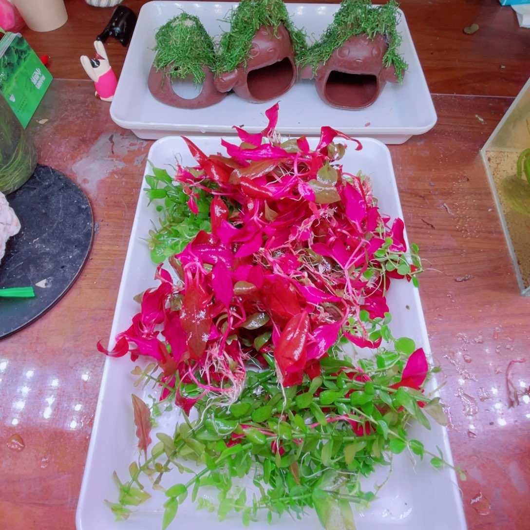 丹麦红玫瑰一堆水草