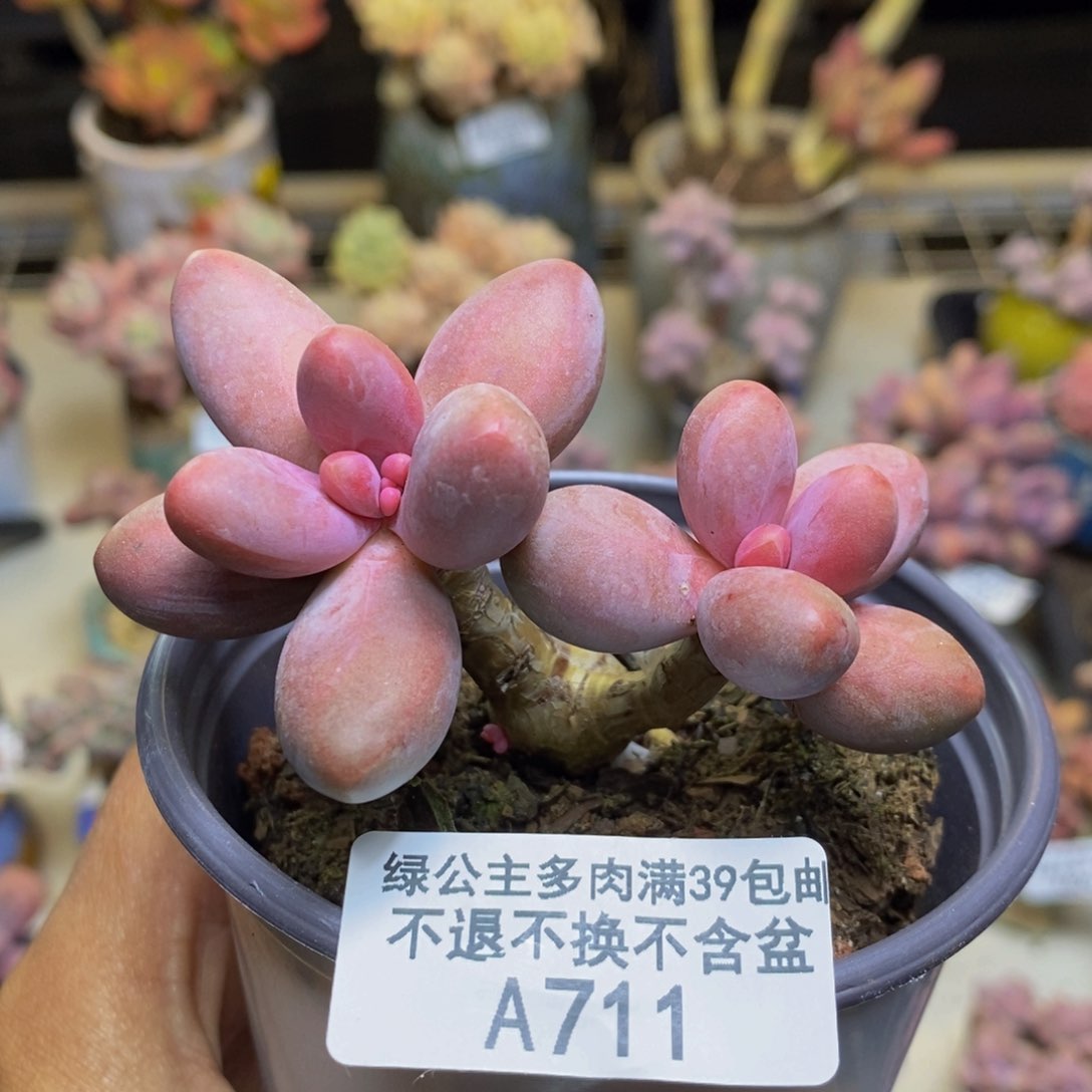 711糖果美人多肉6c m