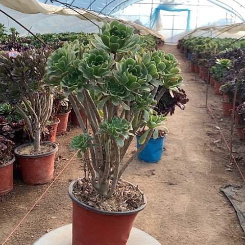 原始绿多肉植物法师13