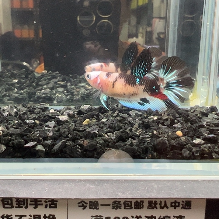 斗鱼跑單拉黑28日101