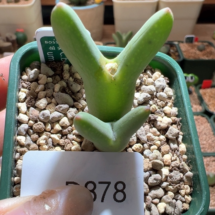 施***878。 优选超长耳皮卡丘。  专拍。  