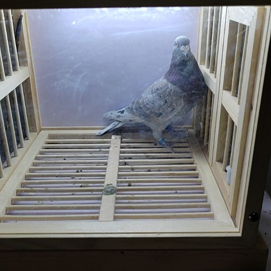 实战家族！佛卡门克拉克