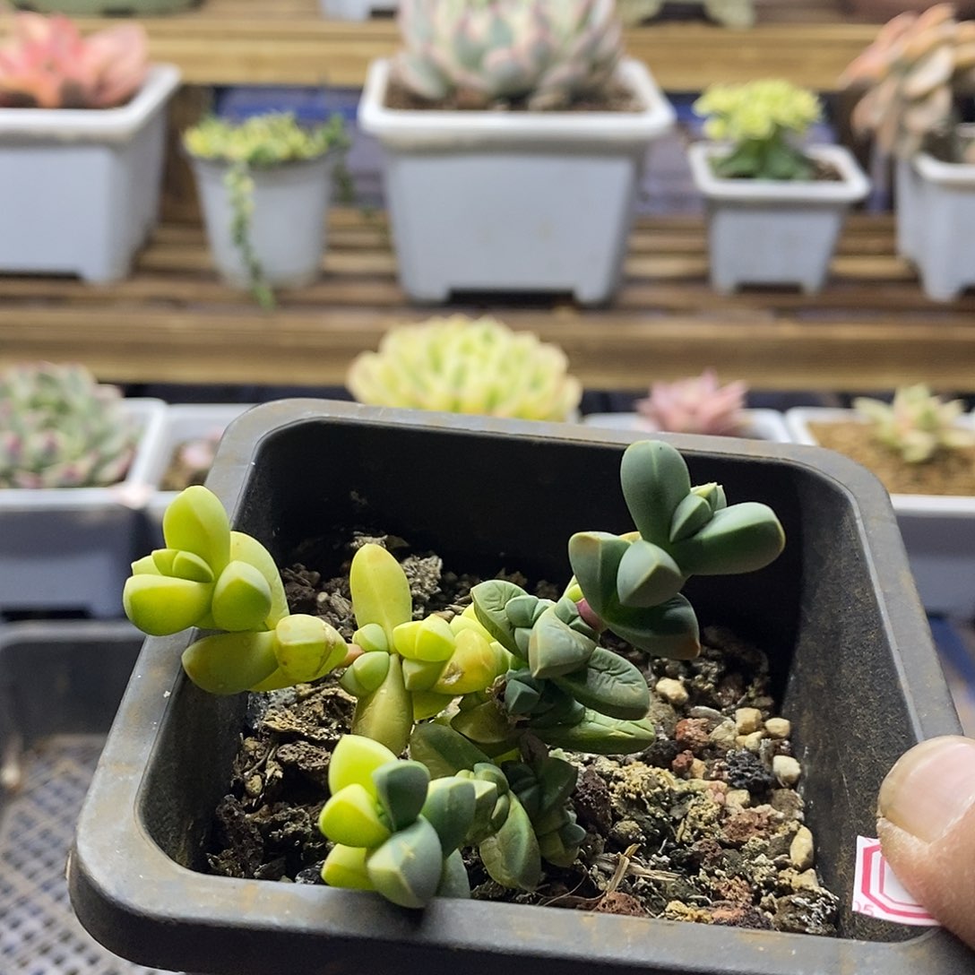 2093 鹿角海棠锦