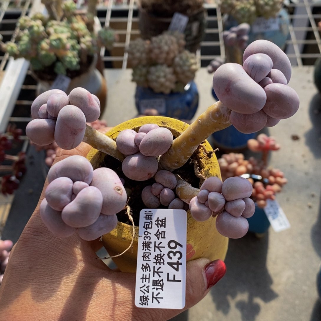 芭比奶酪439/10c m