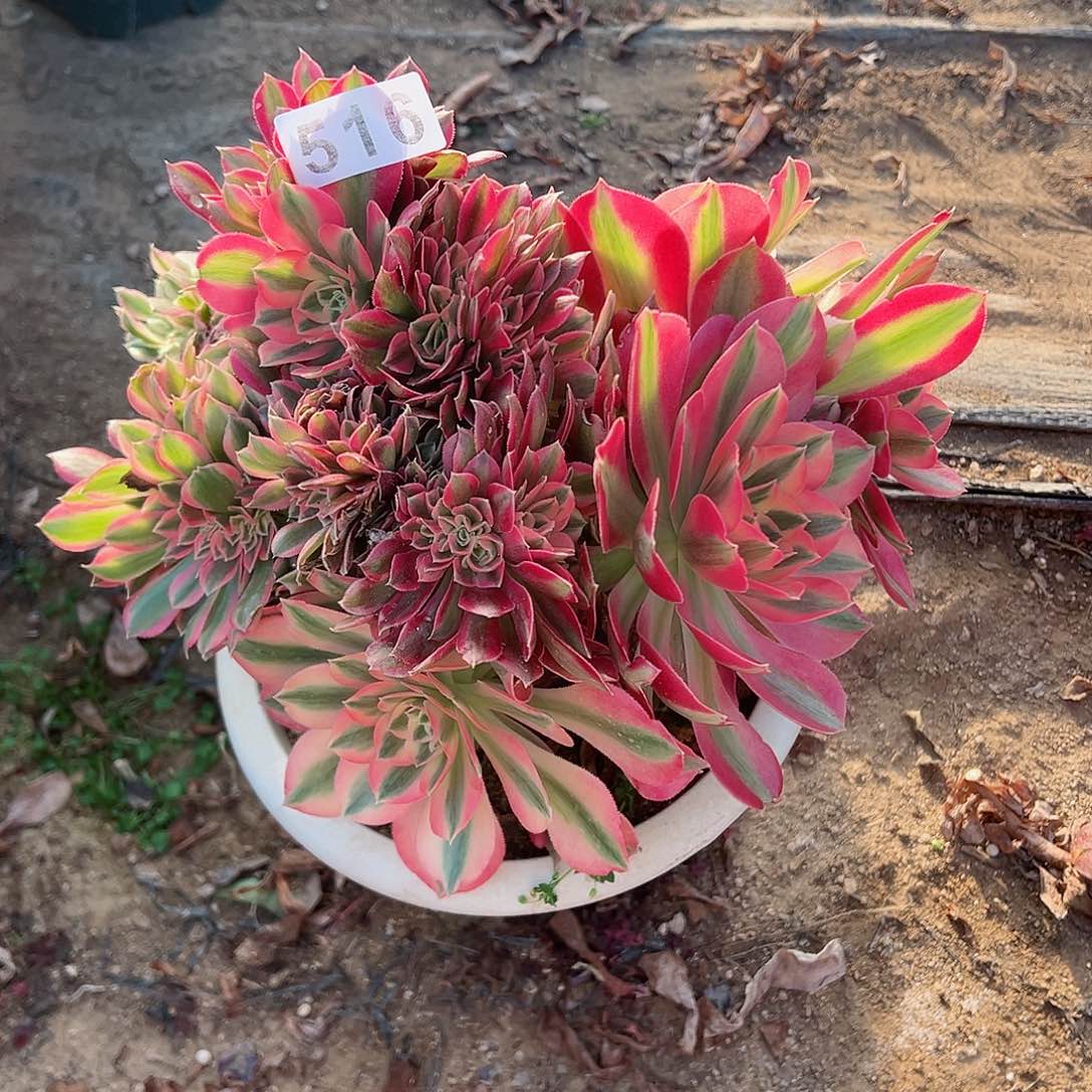 紫砂茶宠粉女巫缀化老桩516