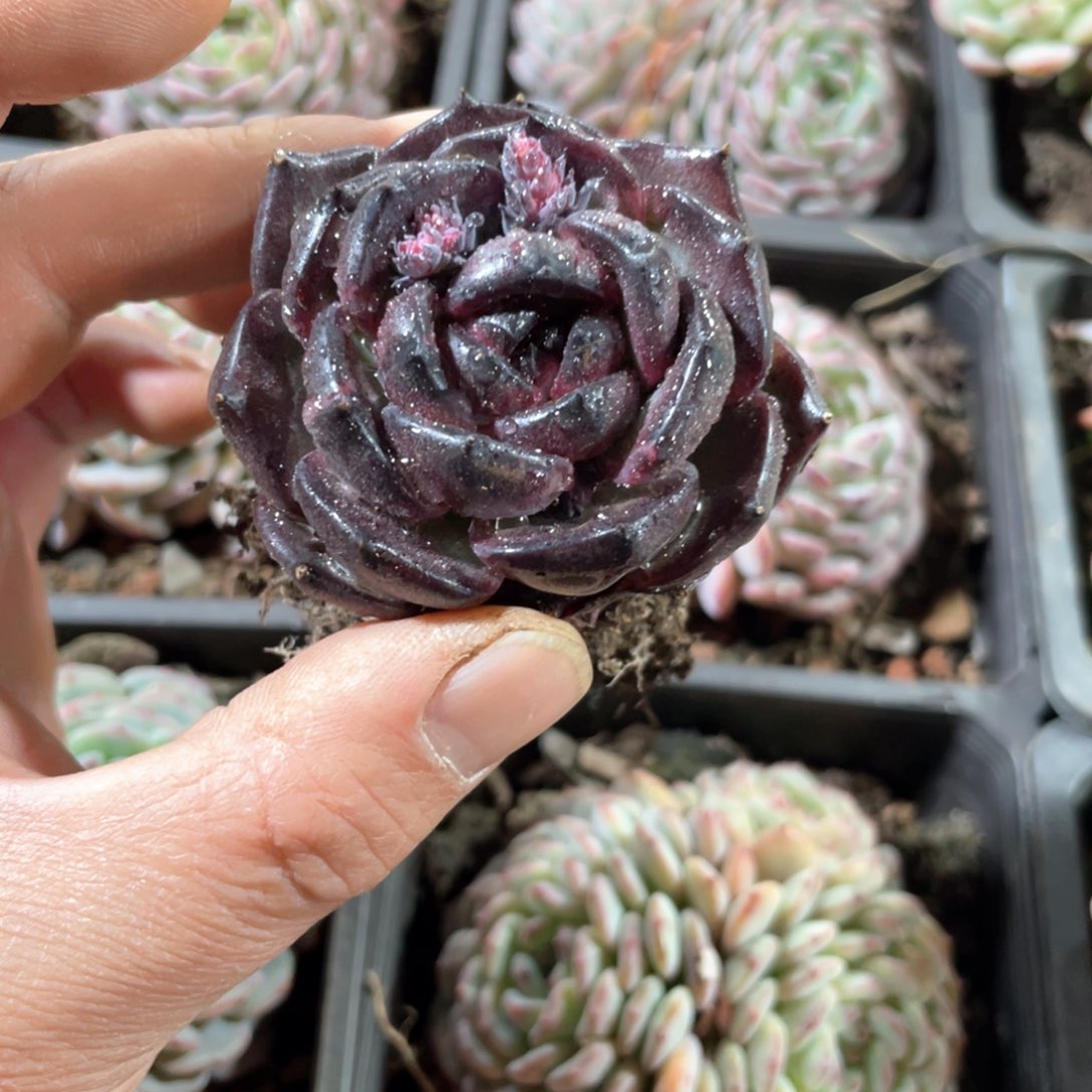 狮****）墨玉单头定向一颗