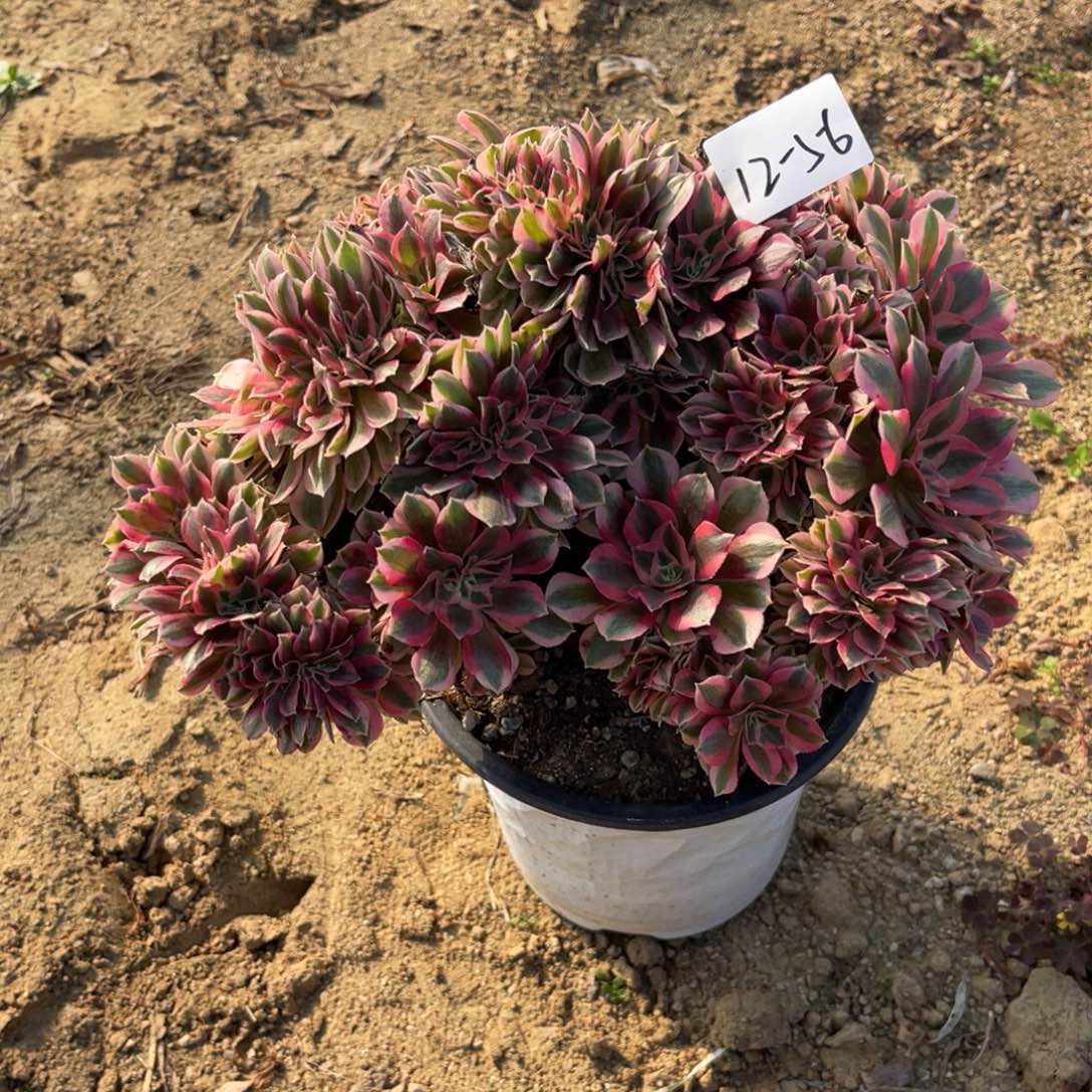 11-12-56女巫缀法师锦