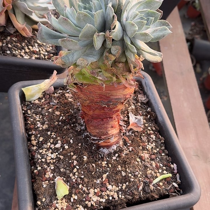 蔡*浦西仙女杯多肉植物