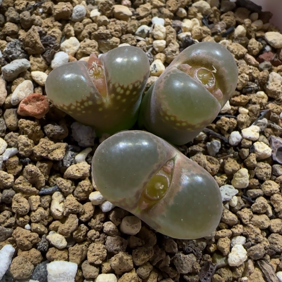 12.2。脱土发。大型红。  2021