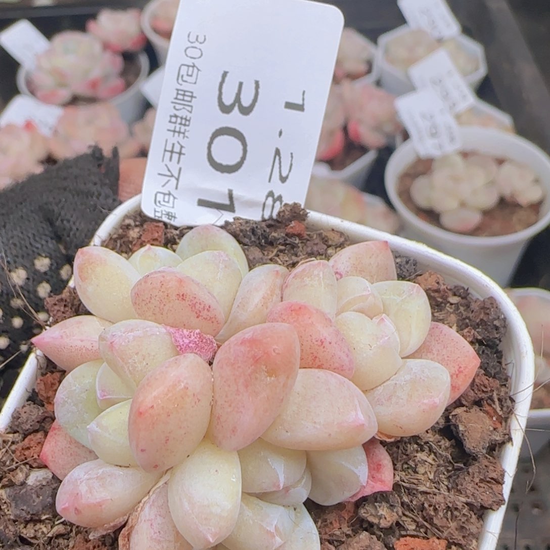 四头糖心冰玉一颗