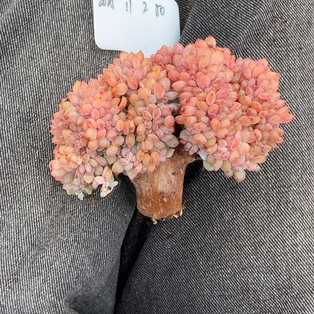 一物一拍星影树缀50