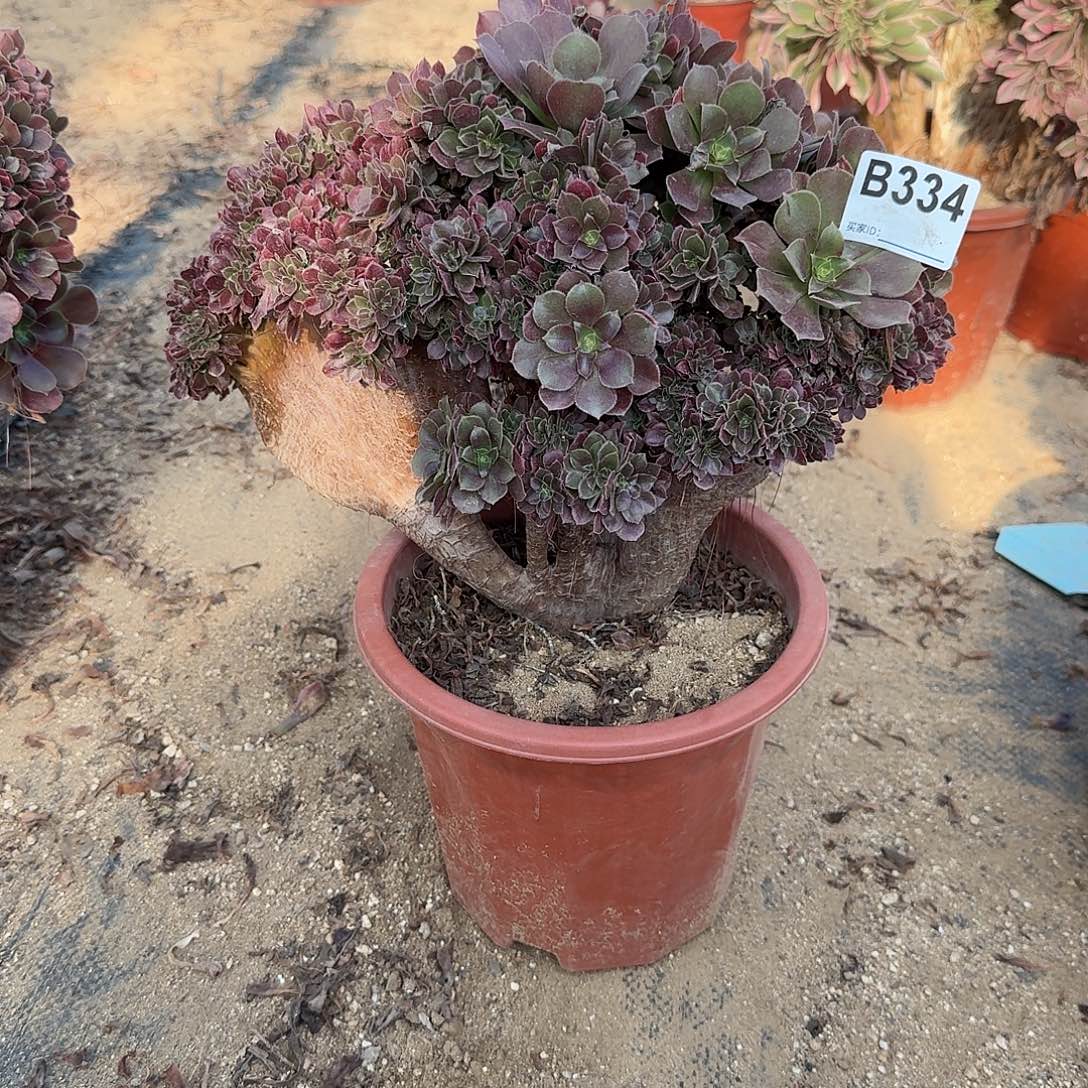 334火玫瑰朵朵一颗呀呀