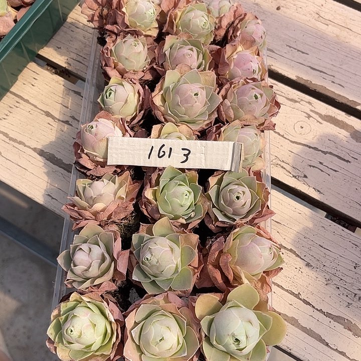 山地玫瑰1613号，一物一拍21颗2.8cm左右