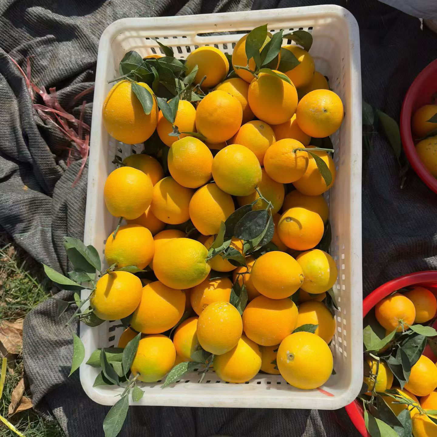 （遇见橙香）江西正宗赣南脐橙产地直发 现摘现发