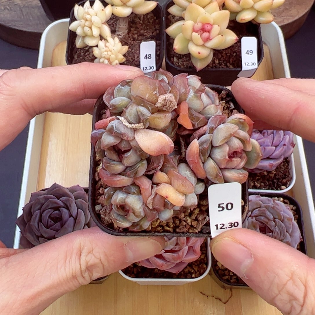 好好看50、哈哈哈哈