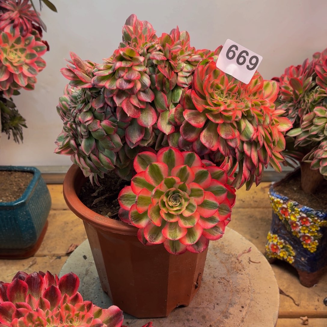 多肉法师倾城缀669