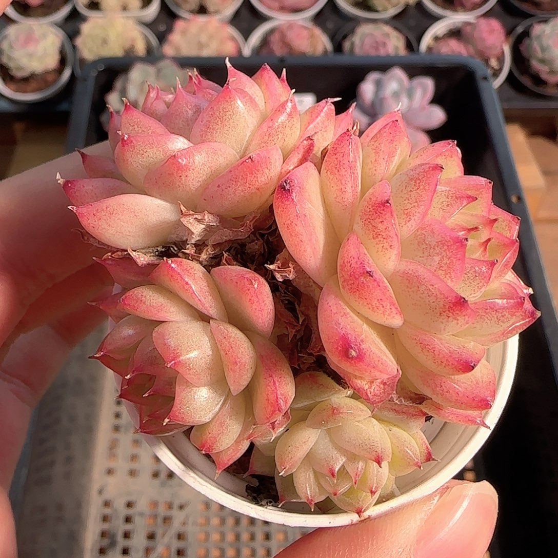 多肉1210-186优选麦秆群