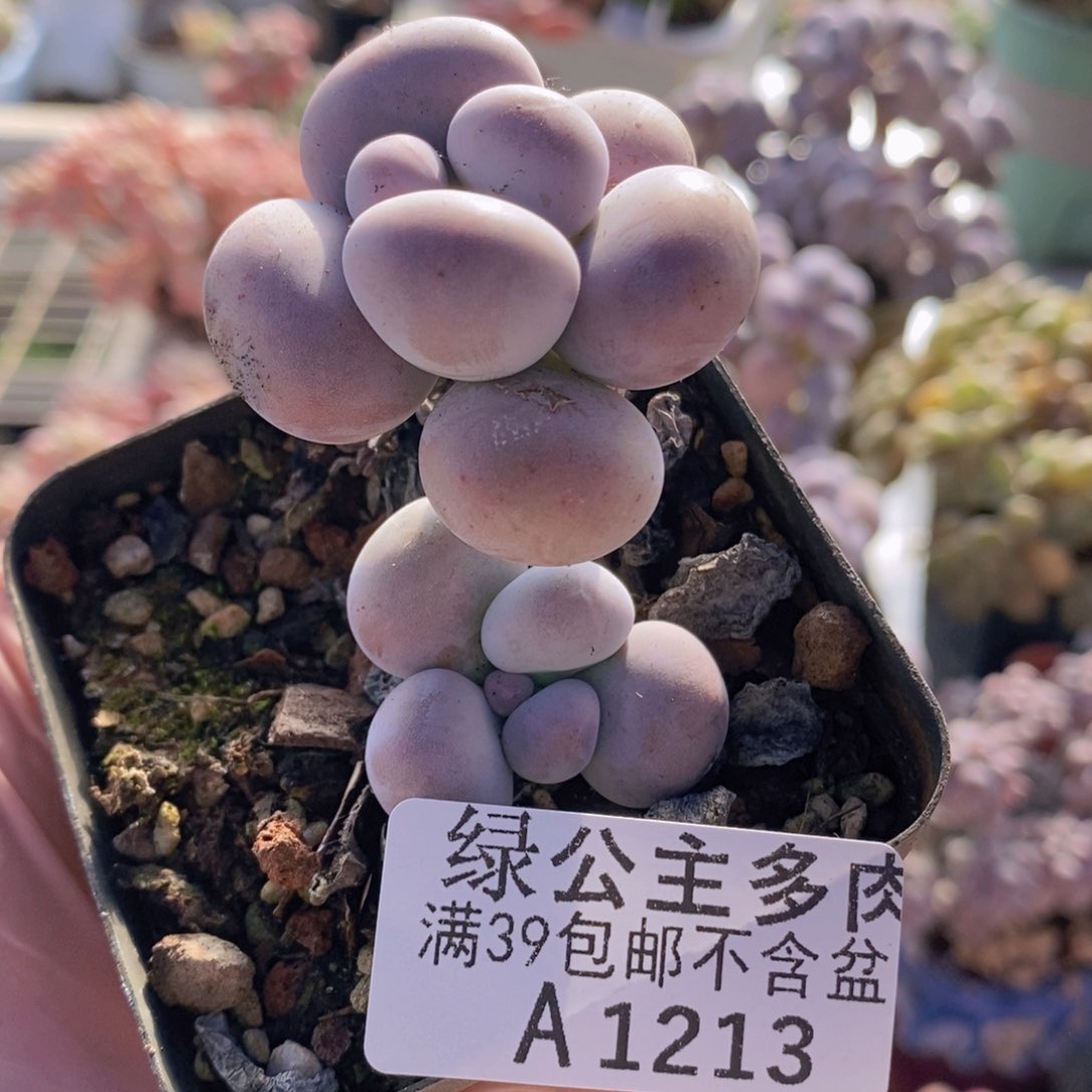 芭比奶洛5cm1213多肉植物