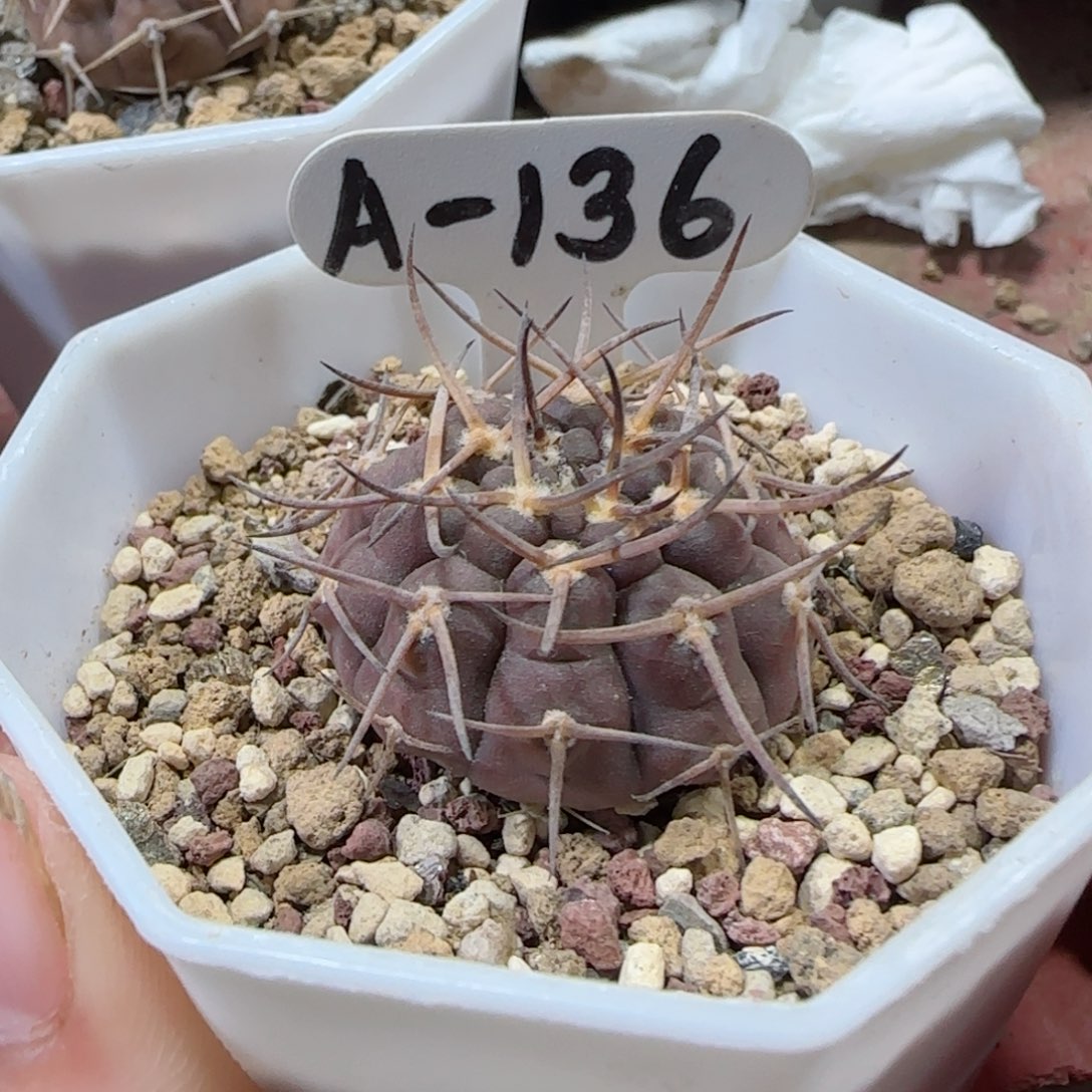 喜*A136实生武勋丸多肉