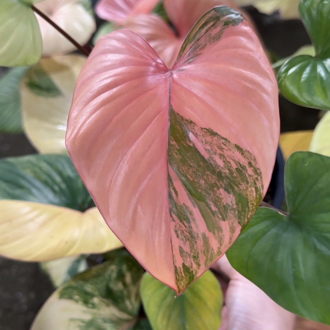 R003-1226薄荷橘锦千年健