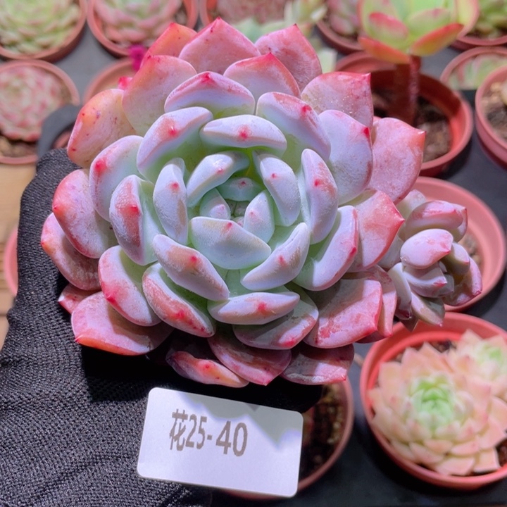 花利美25-40橙梦露